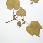Aus dem Herbarium des DEI